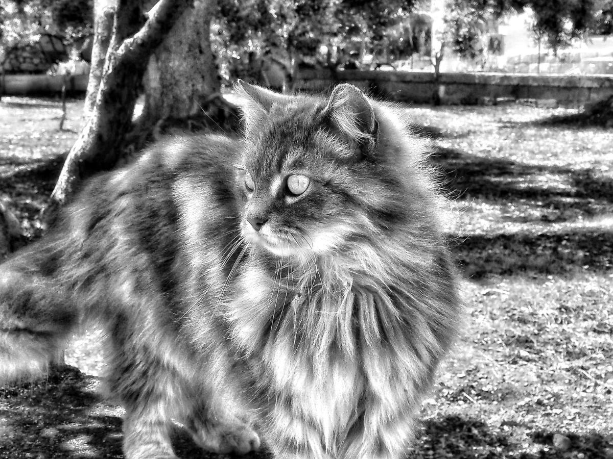 La Cummersa Del Gatto Locorotondo Exterior foto